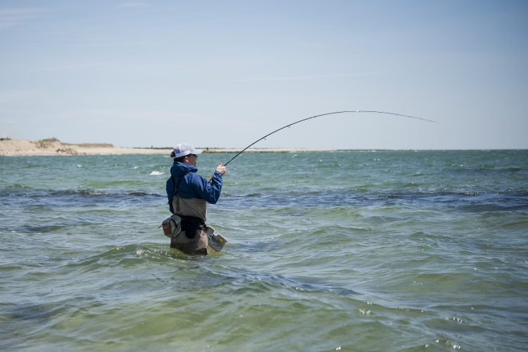 Pat O'Donnell hooked up with a Cape Cod striped bass on a fly-rod.