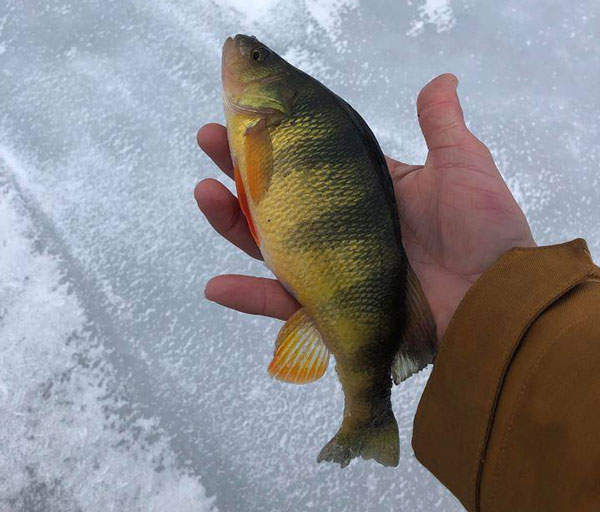 Hills Creek Lake yellow perch
