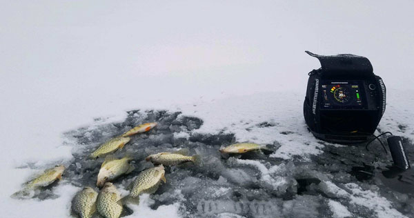 Hunter Run Cut crappie and yellow perch