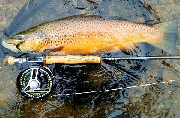 Scott Feltrinelli Lake Ontario brown trout