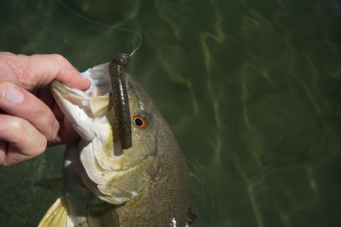 Using the Deadly Ned Rig