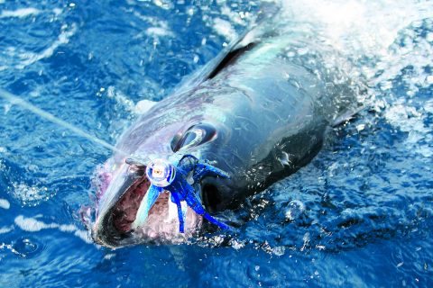 Using Hawaiian Trolling Techniques for Northeast Tuna