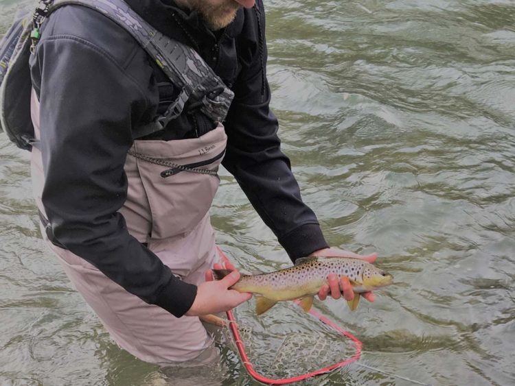 brown trout