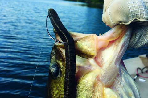 Using Big Worms To Find Big Bass