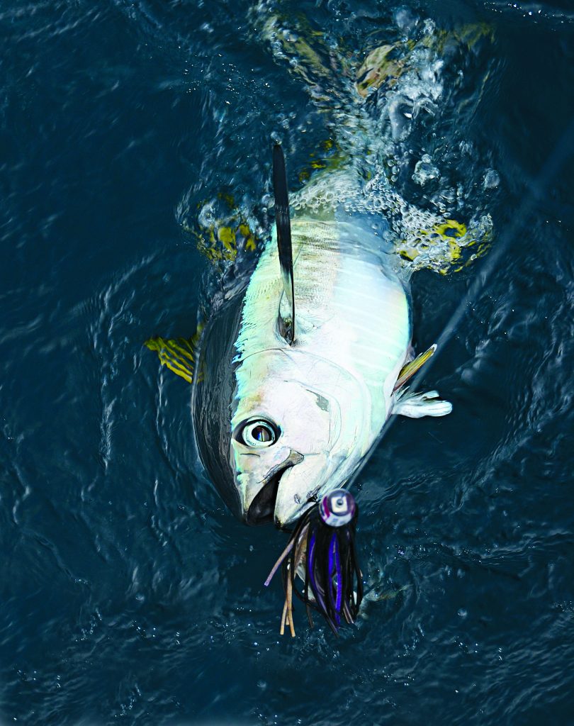 yellowfin