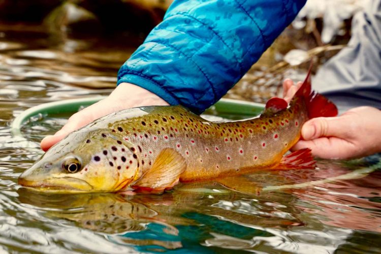 Wild brown trout