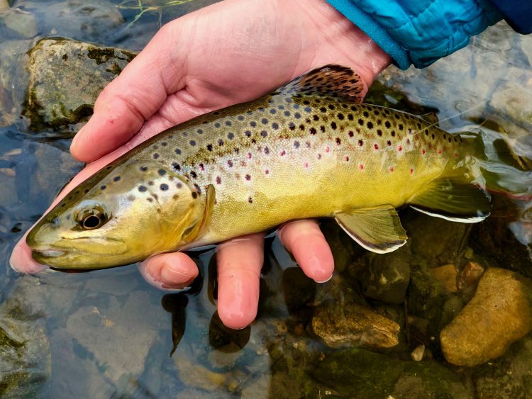 brown trout