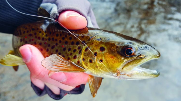 A brown trout caught on a midge fly.