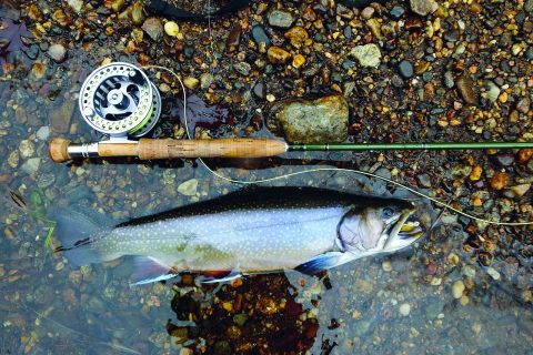 Mouse Flies for Trout