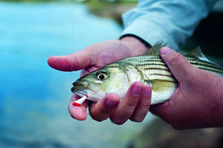 schoolie striped bass