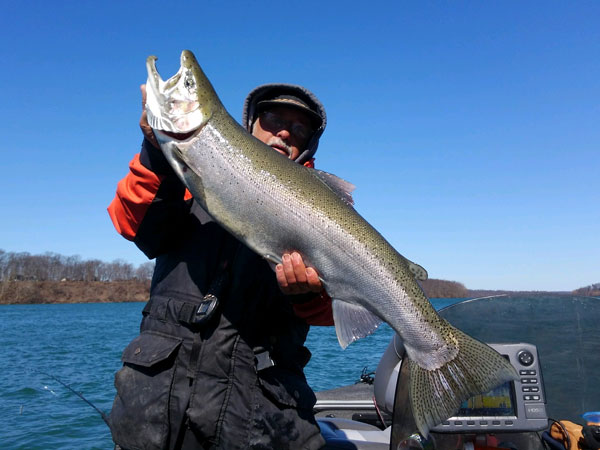 Capt. John DeLorenzo steelhead