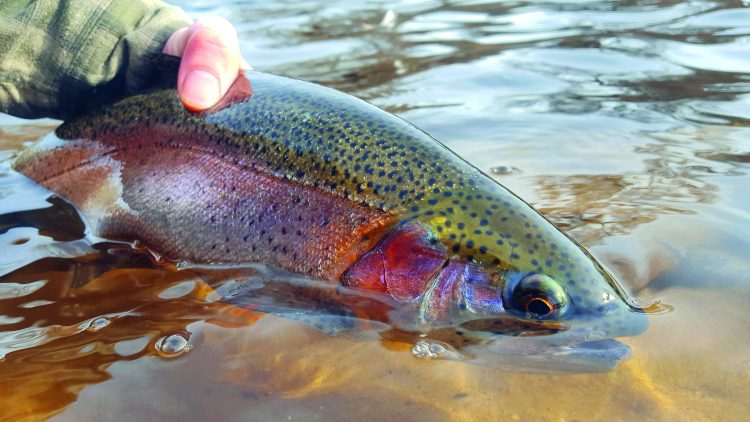 Rainbow trout