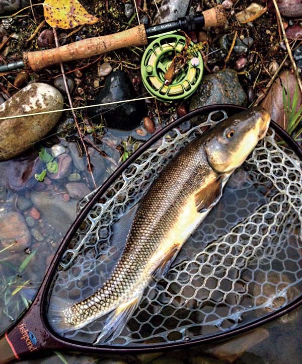 spring sucker on the fly