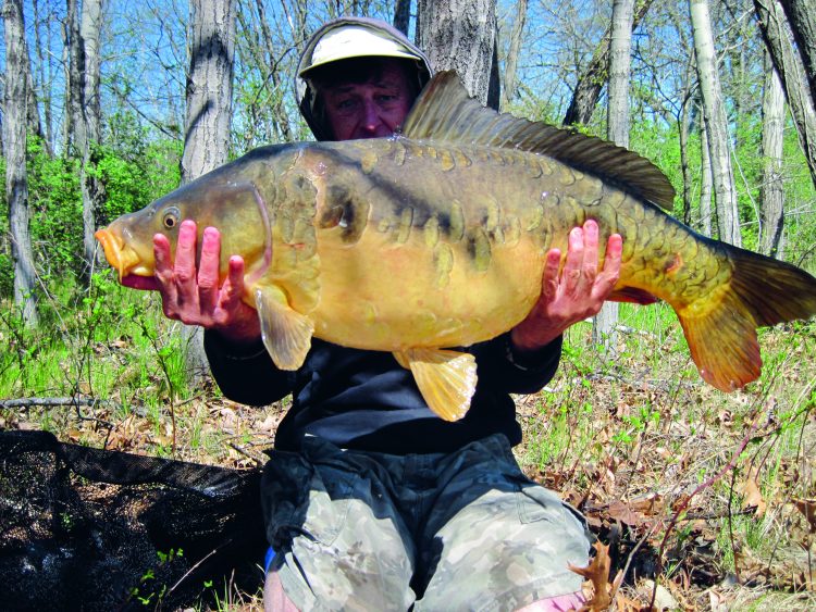 This 31-pound, 8-ounce mirror carp was landed by the author in the Blackstone River in Rhode Island. It is the largest known mirror carp ever landed in Rhode Island.