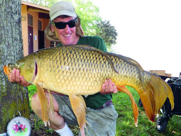 This rare fantail common carp was landed in the Connecticut River in Connecticut. It hit a combo bait of artificial and real corn.