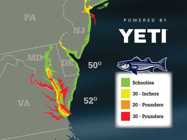 2019 Striper Migration