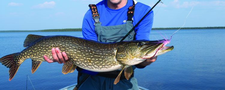 Saskatchewan Pike Fly Fishing