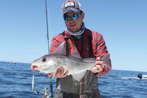 Stellwagen Bank spring haddock