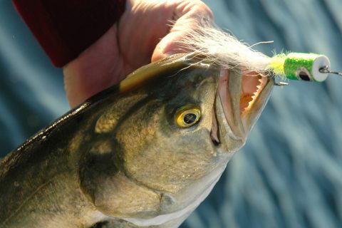 Blue Fish on the Fly