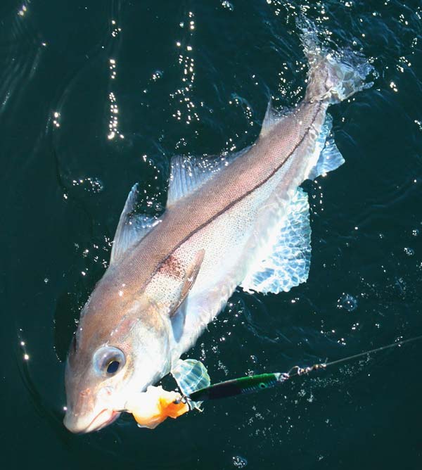 Haddock on a jig