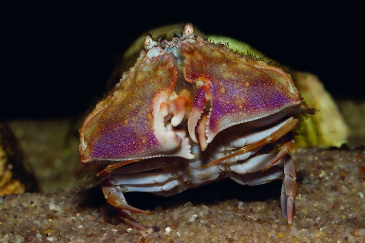 Shame face crab, shamefaced crabs