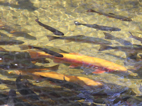 hatchery-raised golden rainbow trout