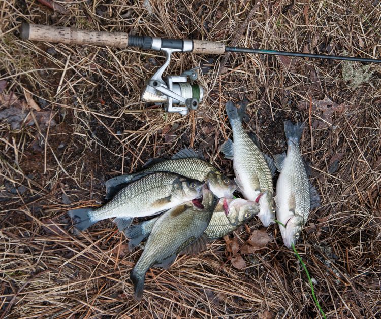 White Perch for Cooking