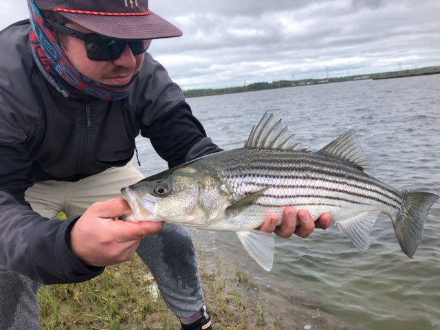 schoolie striped bass