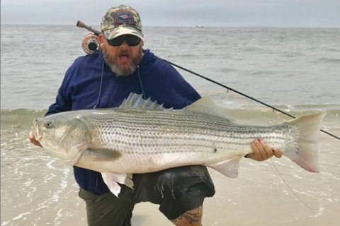 Big striped bass on the fly