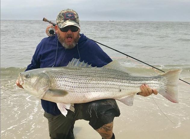 Big striped bass on the fly