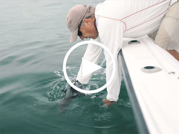 Striped Bass Catch and Release Tips