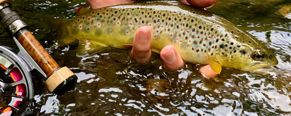 Fishing Creek Brown