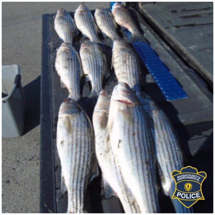 Massachusetts Striper Poaching