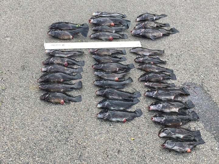 illegally taken tautog