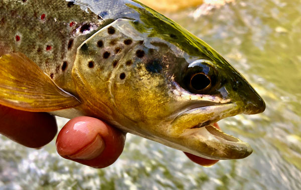 brown trout