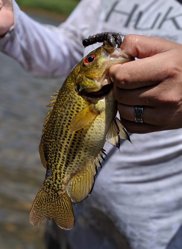 smallmouth on jig