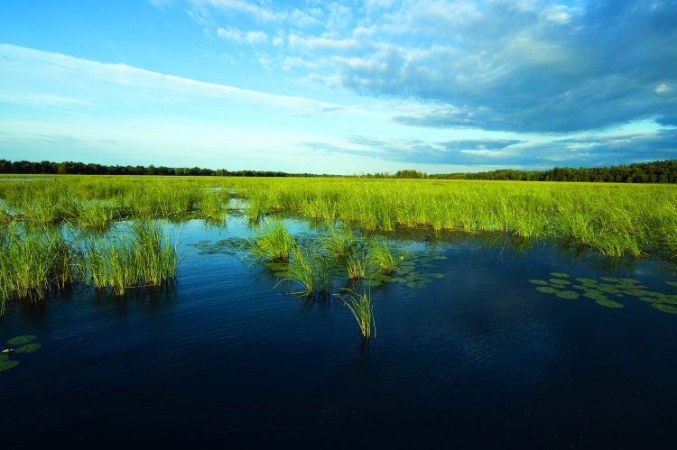 Topwater largemouth bass fishing