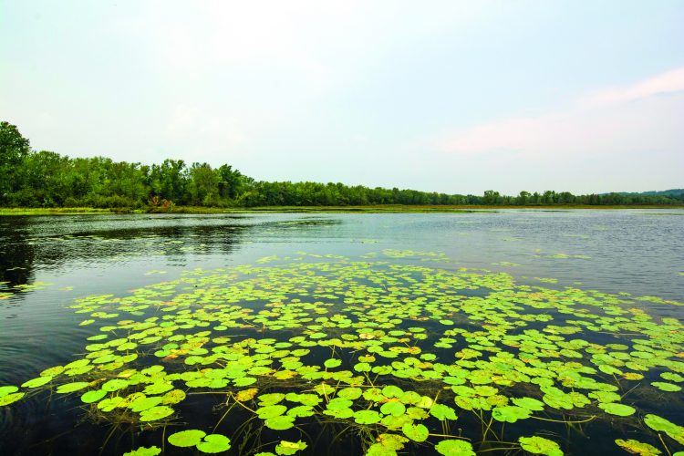 Topwater bass fishing