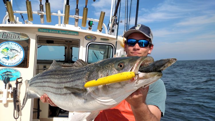 Big striped bass on pencil popper