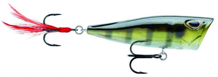 Storm Arishi Cover pop