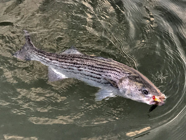 striped bass