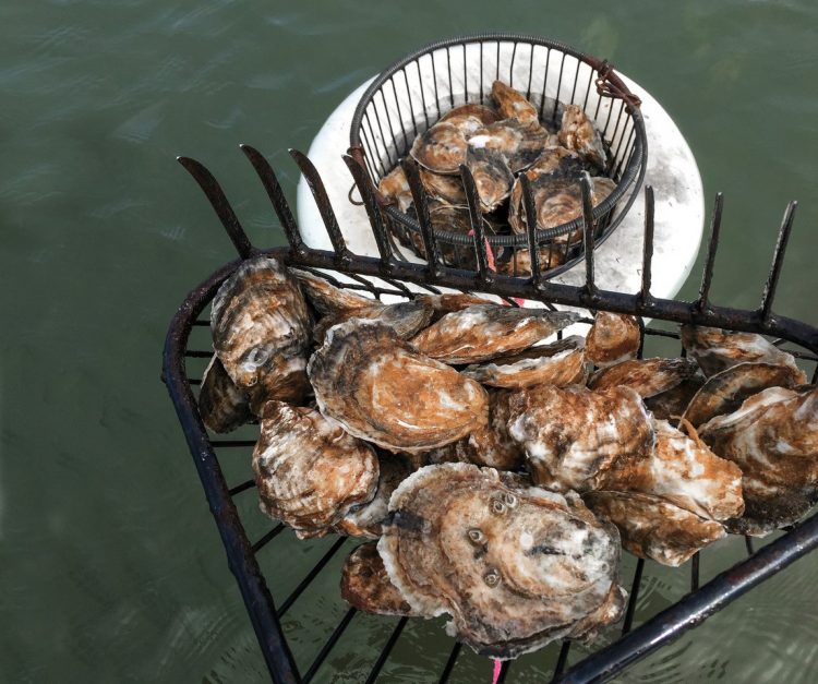 Oysters