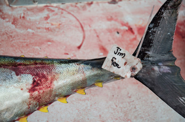 yellowfin tuna heading for the fish hold