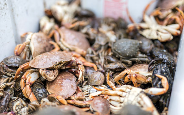 use white-legger crabs &mdash; tips for 10-pound tautog