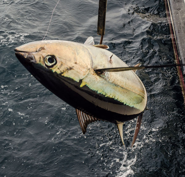 yellowfin