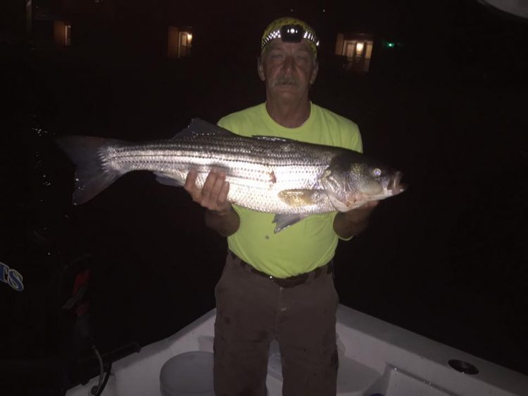 Striped Bass