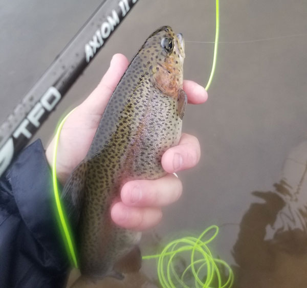 Hamilton Lake stocked rainbow trout