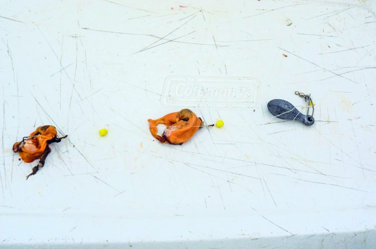 mussles for flounder