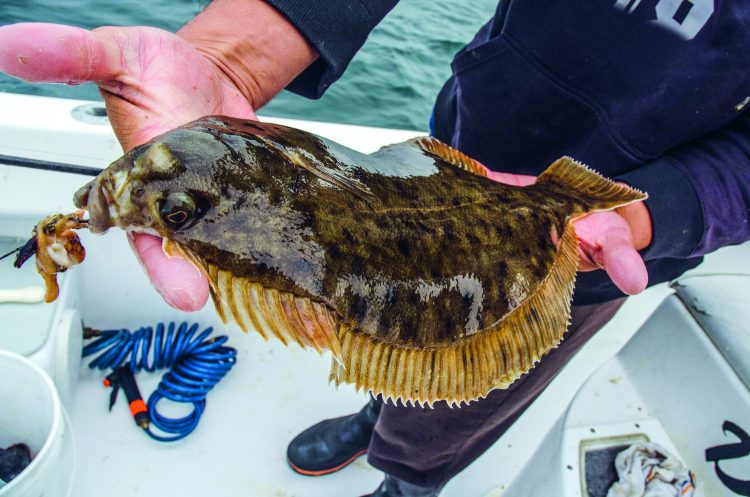 Flounder