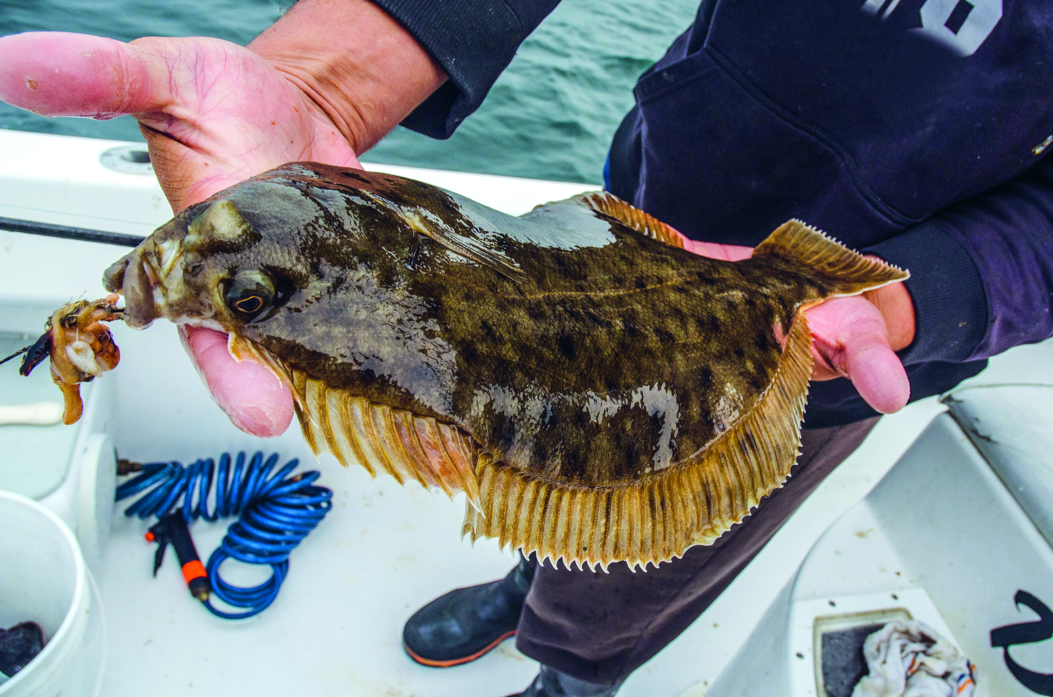 Flounder
